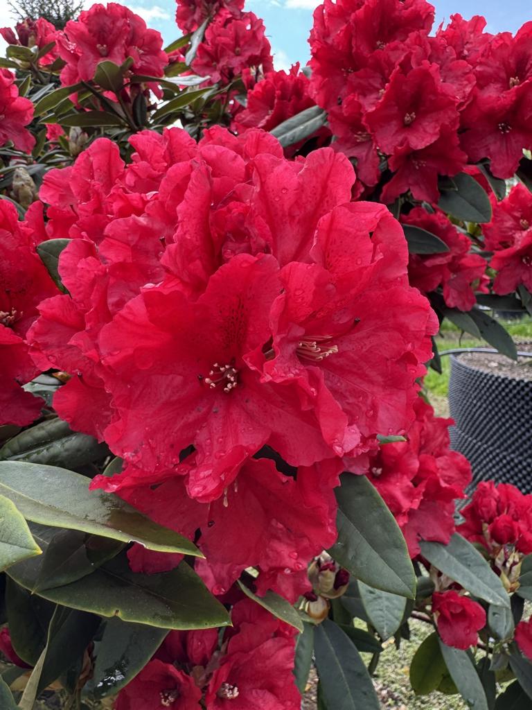 Rhododendron 'Feuerschein'