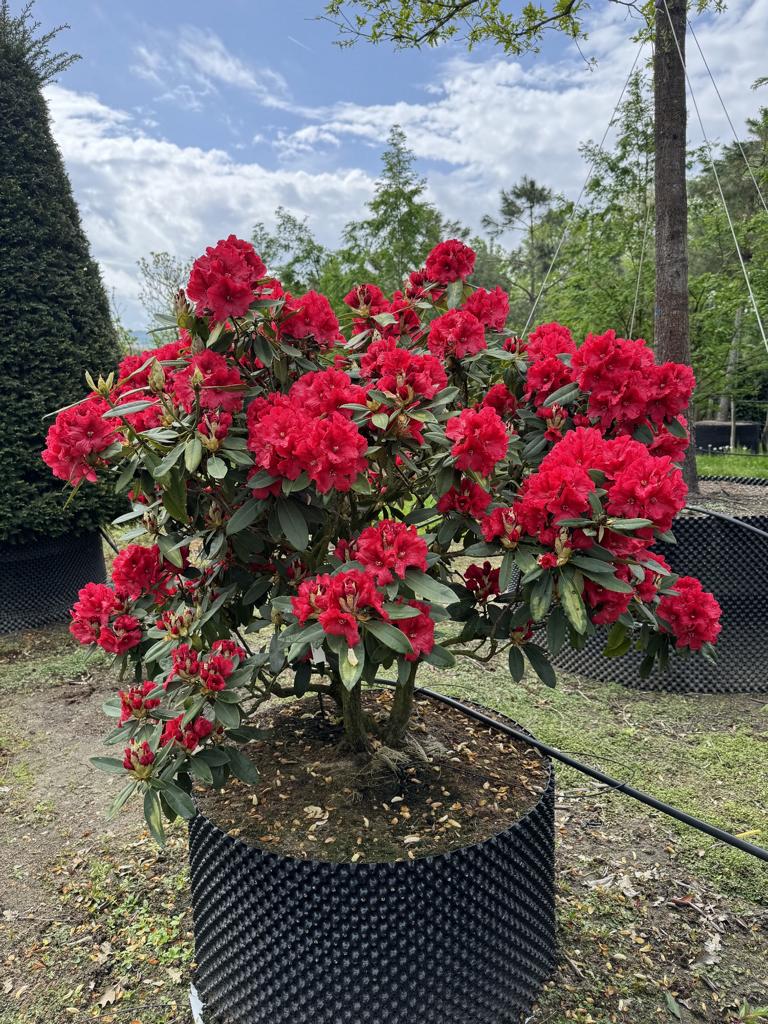 Rhododendron 'Feuerschein'