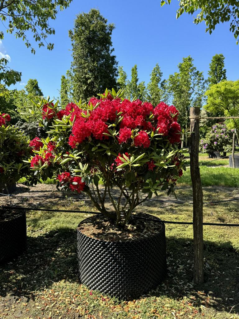 Rhododendron (Sanguineum-Gruppe) 'Erato'