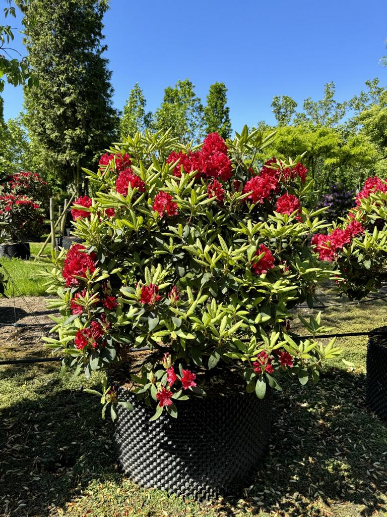 Rhododendron (Sanguineum-Gruppe) 'Erato'