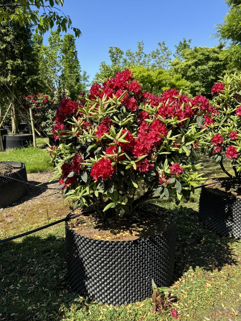 Rhododendron (Sanguineum-Gruppe) 'Erato'