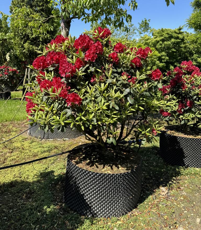 Rhododendron (Sanguineum-Gruppe) 'Erato'