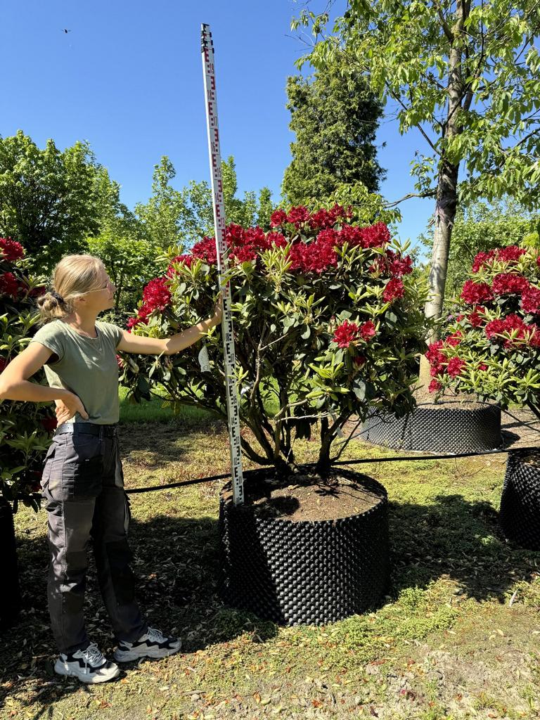 Rhododendron (Sanguineum-Gruppe) 'Erato'
