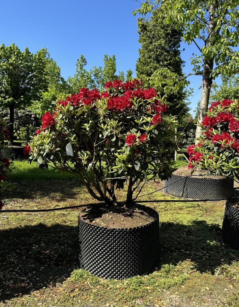 Rhododendron (Sanguineum-Gruppe) 'Erato'