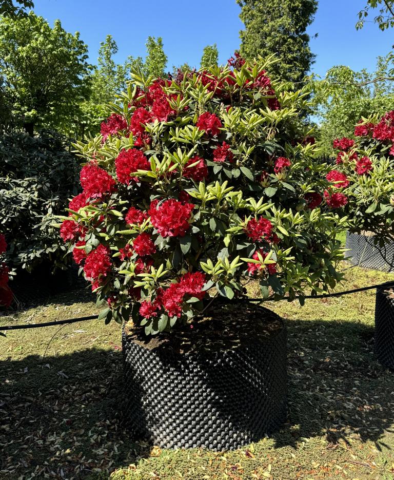 Rhododendron (Sanguineum-Gruppe) 'Erato'