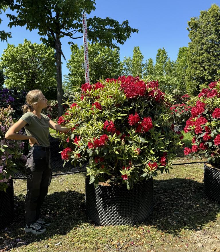 Rhododendron (Sanguineum-Gruppe) 'Erato'