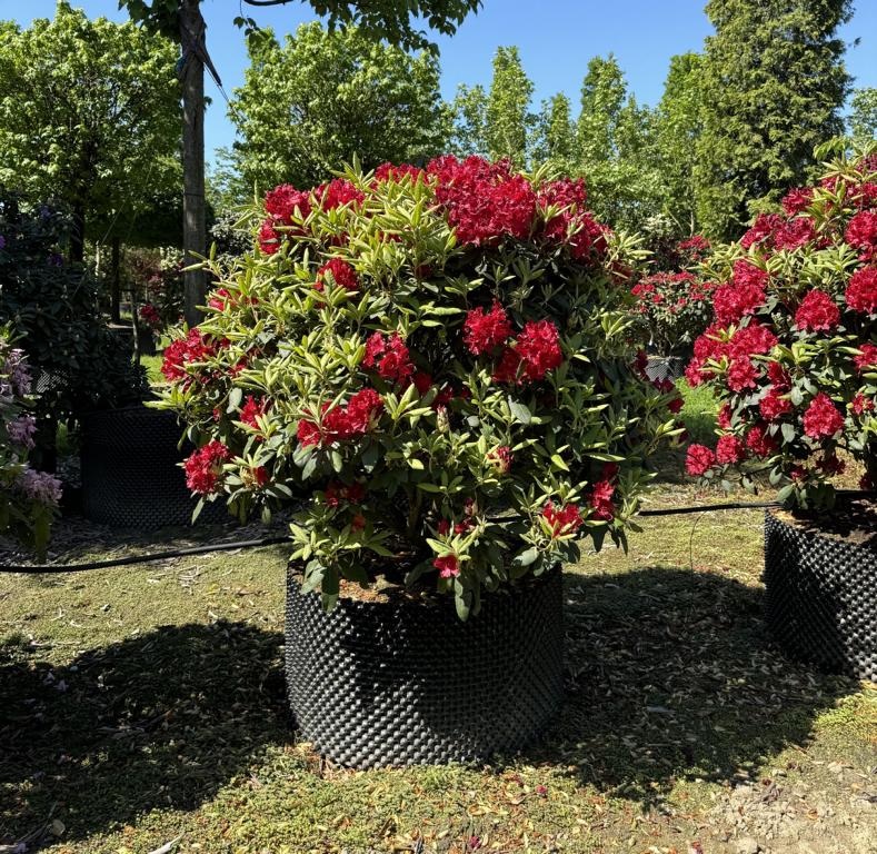 Rhododendron (Sanguineum-Gruppe) 'Erato'