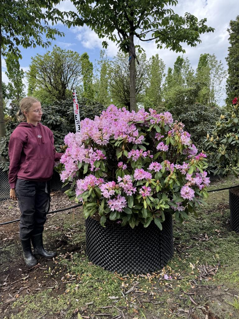 Rhododendron 'Inkarho-Dufthecke' lila