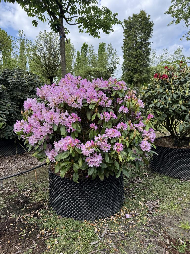 Rhododendron 'Inkarho-Dufthecke' lila
