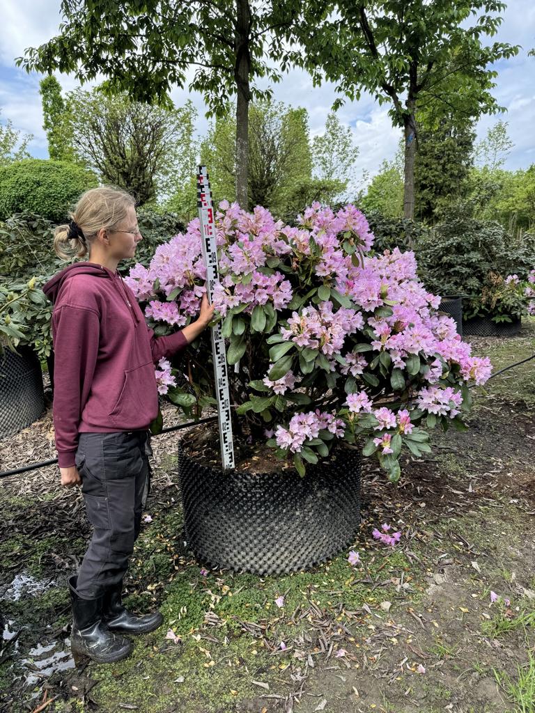 Rhododendron 'Inkarho-Dufthecke' lila