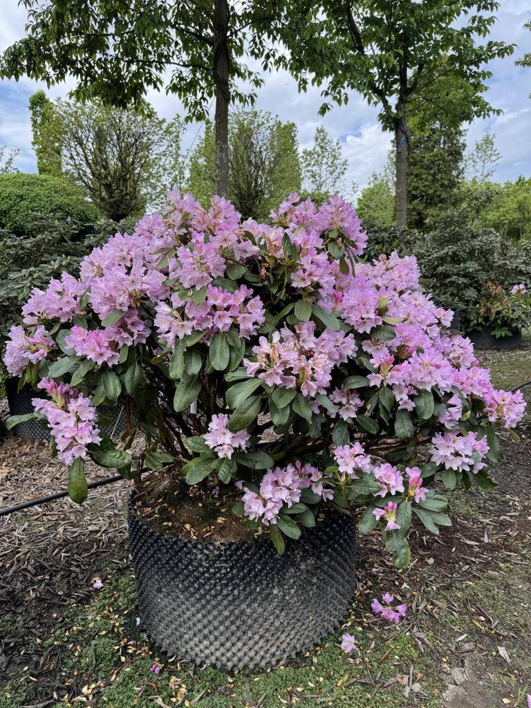 Rhododendron 'Inkarho-Dufthecke' lila