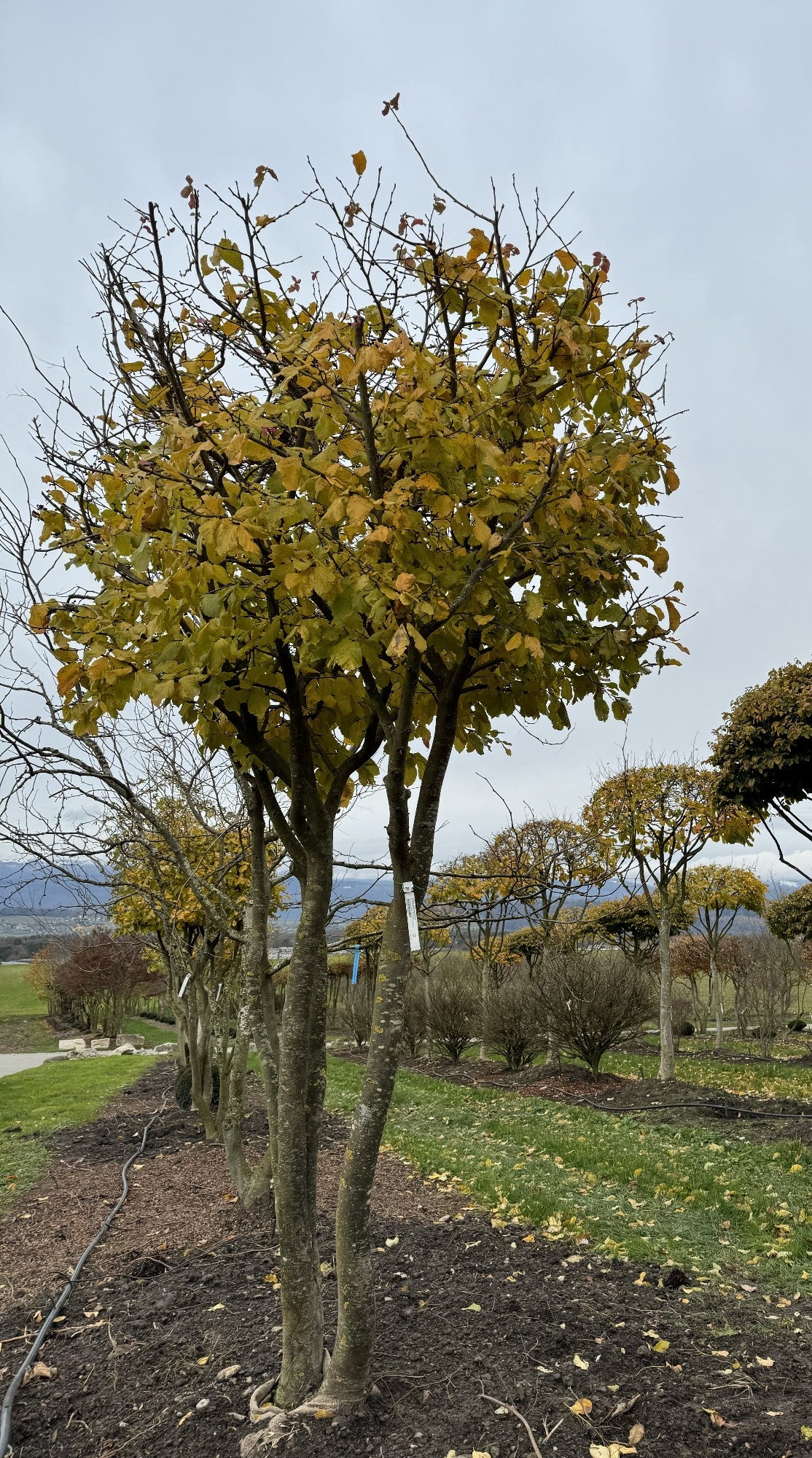 Parrotia persica Schirmform