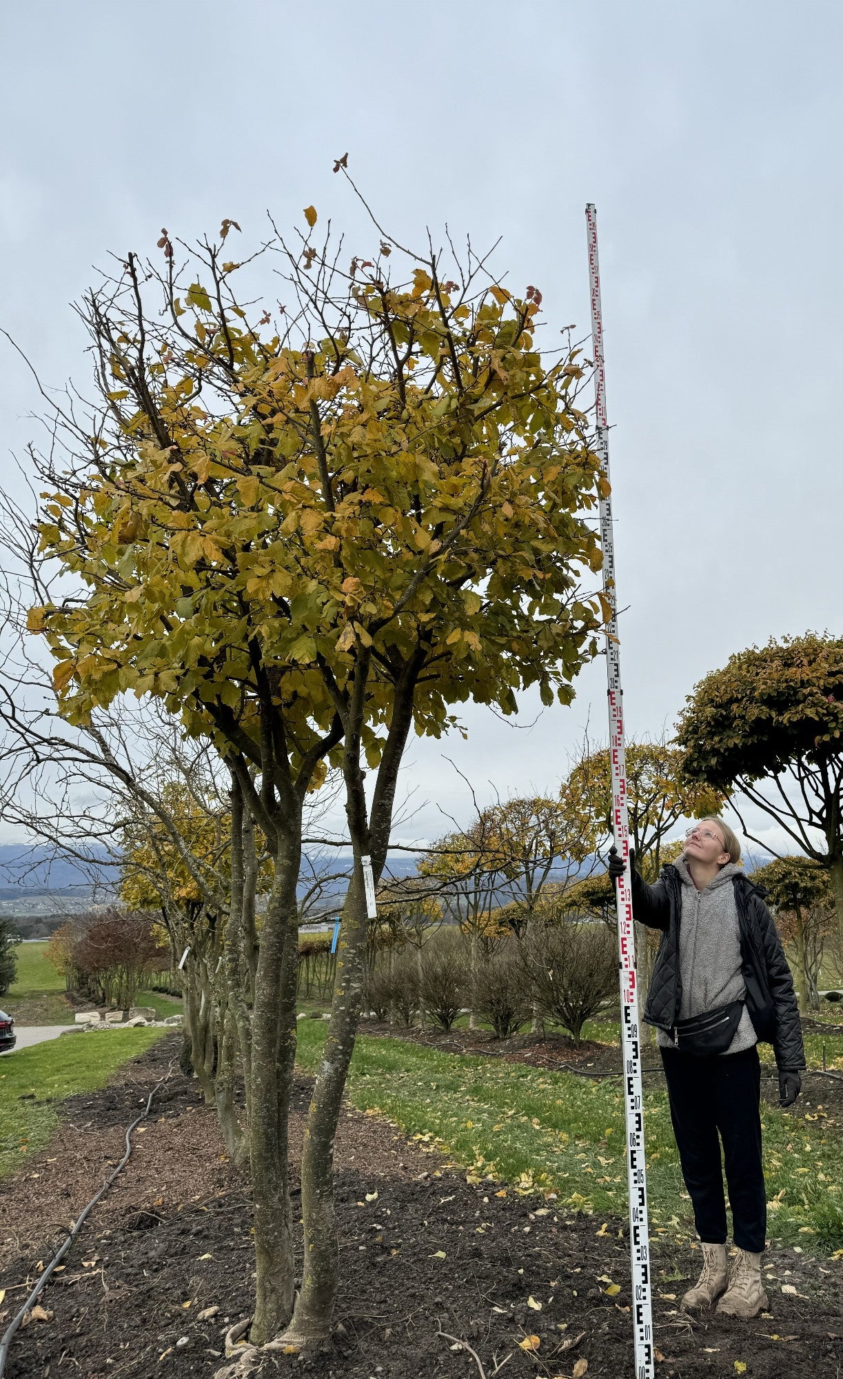 Parrotia persica Schirmform