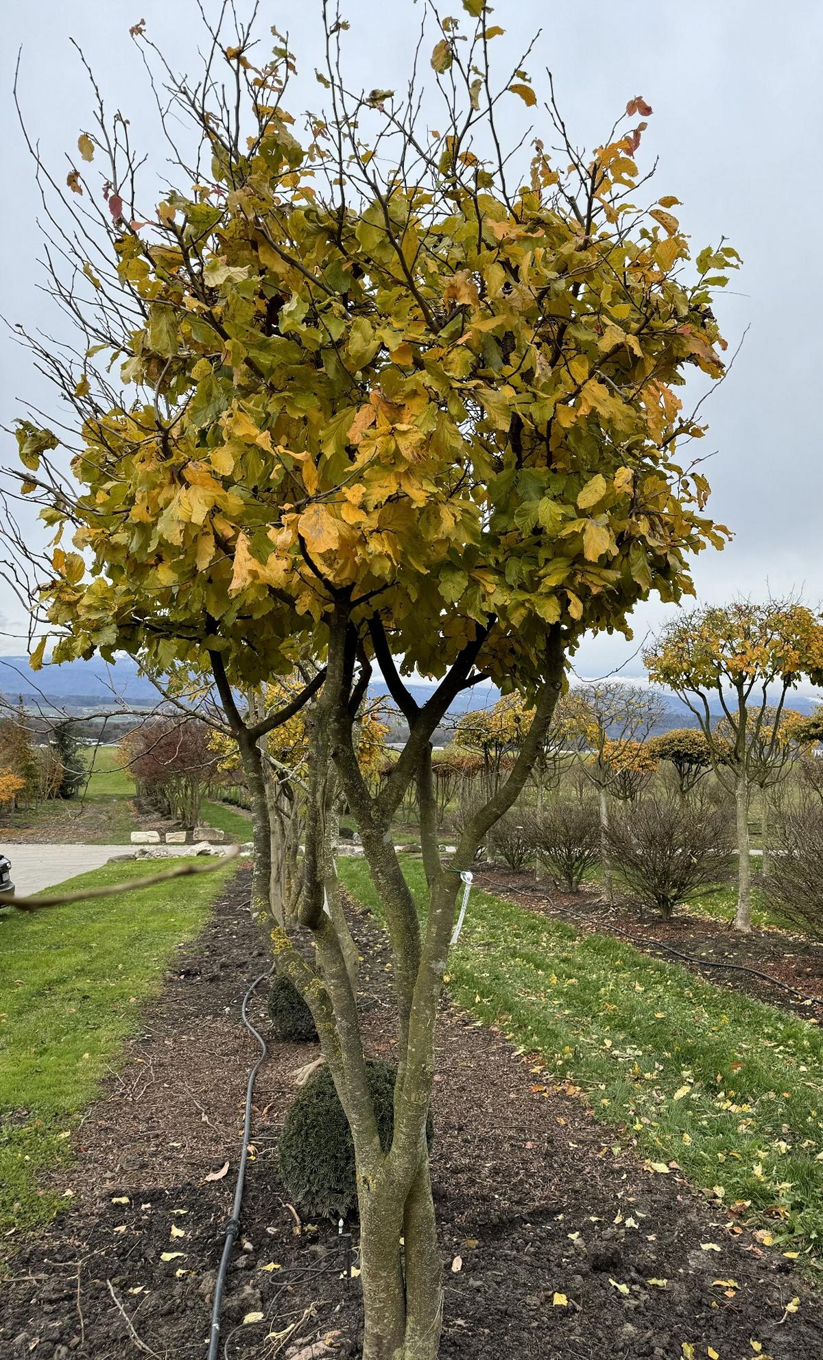 Parrotia persica Schirmform