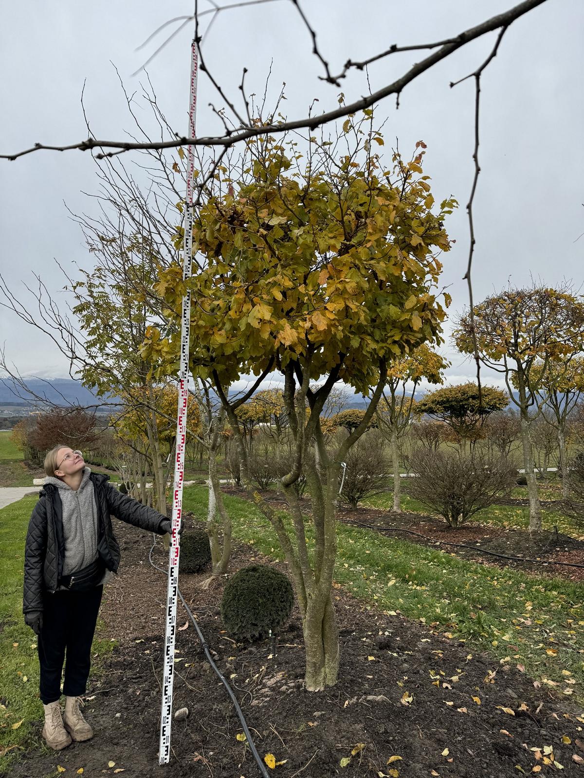 Parrotia persica Schirmform