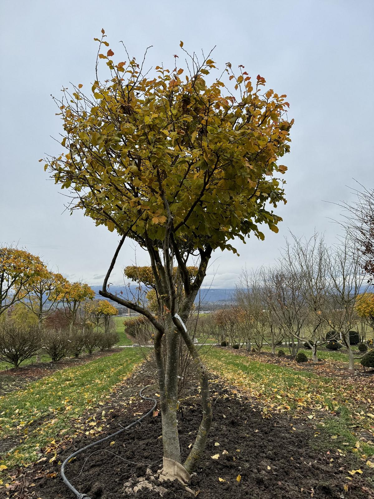 Parrotia persica Schirmform