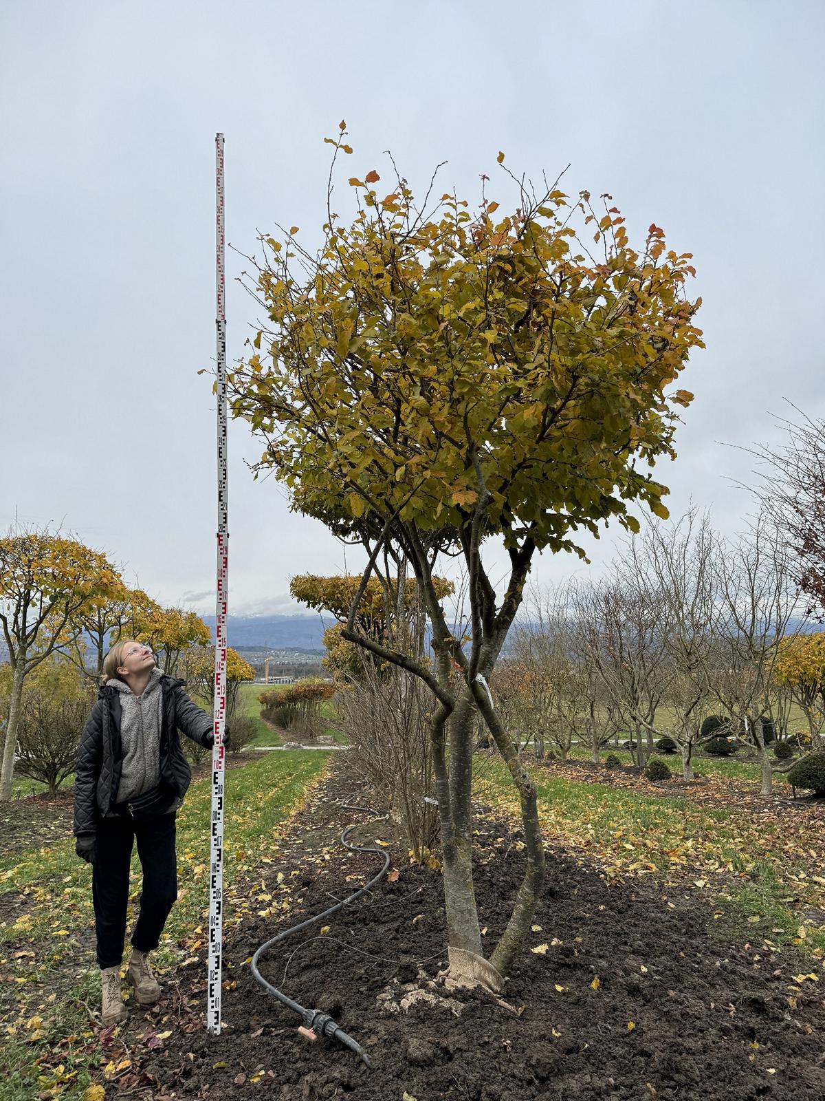 Parrotia persica Schirmform