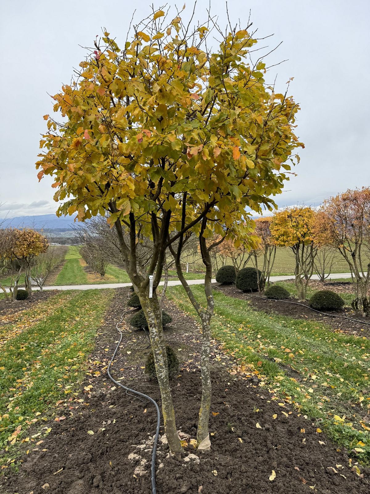 Parrotia persica Schirmform