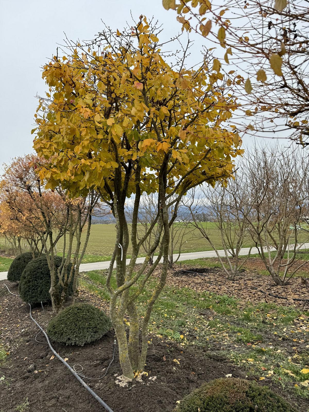 Parrotia persica Schirmform