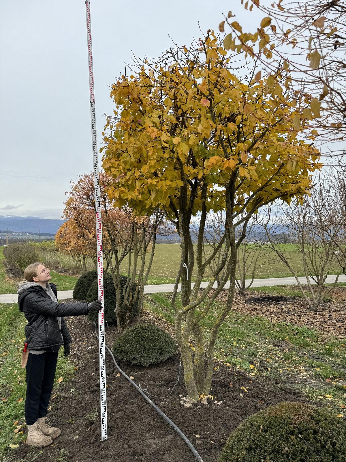 Parrotia persica Schirmform