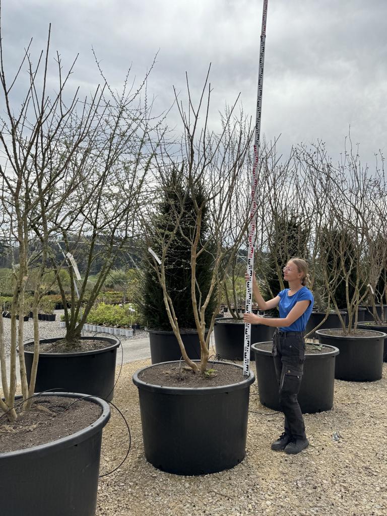 Lagerstroemia indica 'Monbazillac'