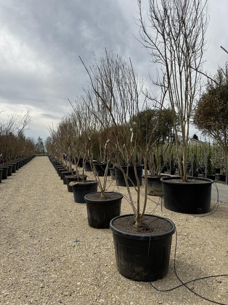Lagerstroemia indica 'Jacqueline Desmartis'