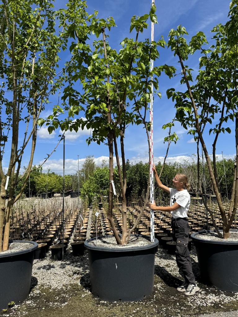 Morus alba 'Fruitless'