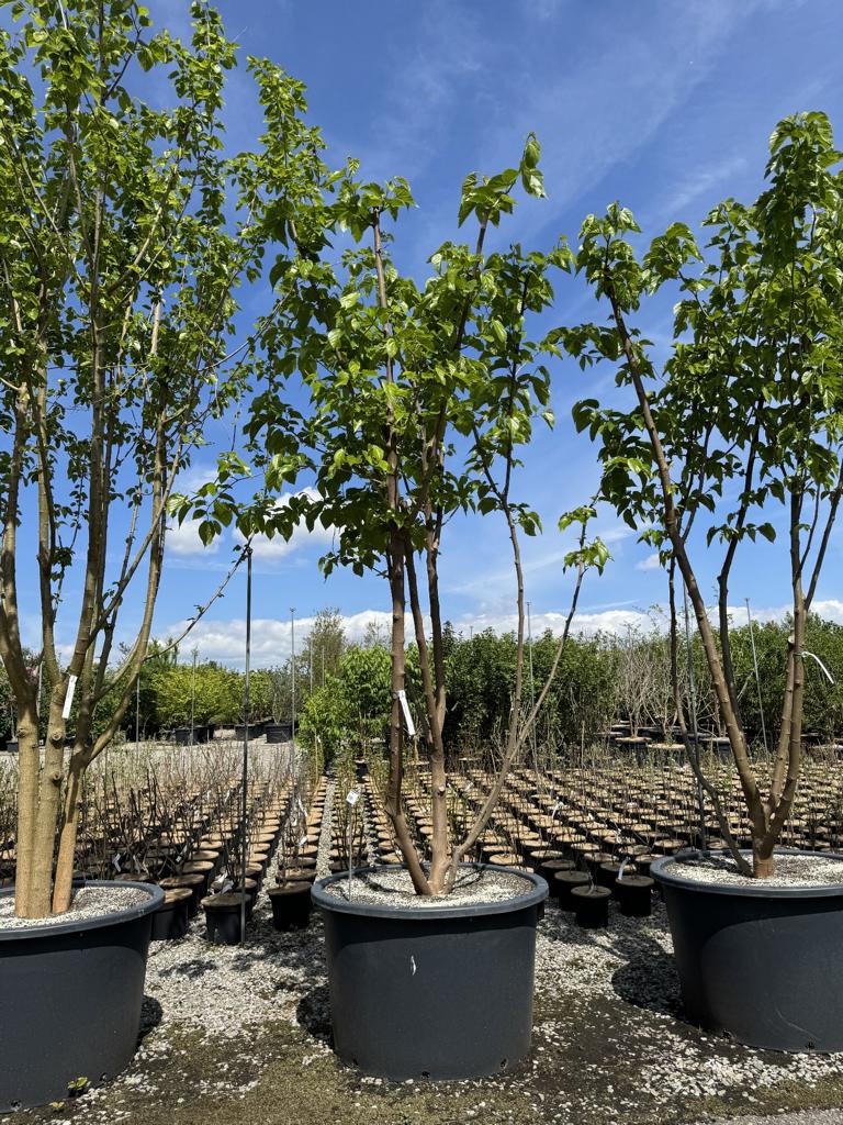 Morus alba 'Fruitless'