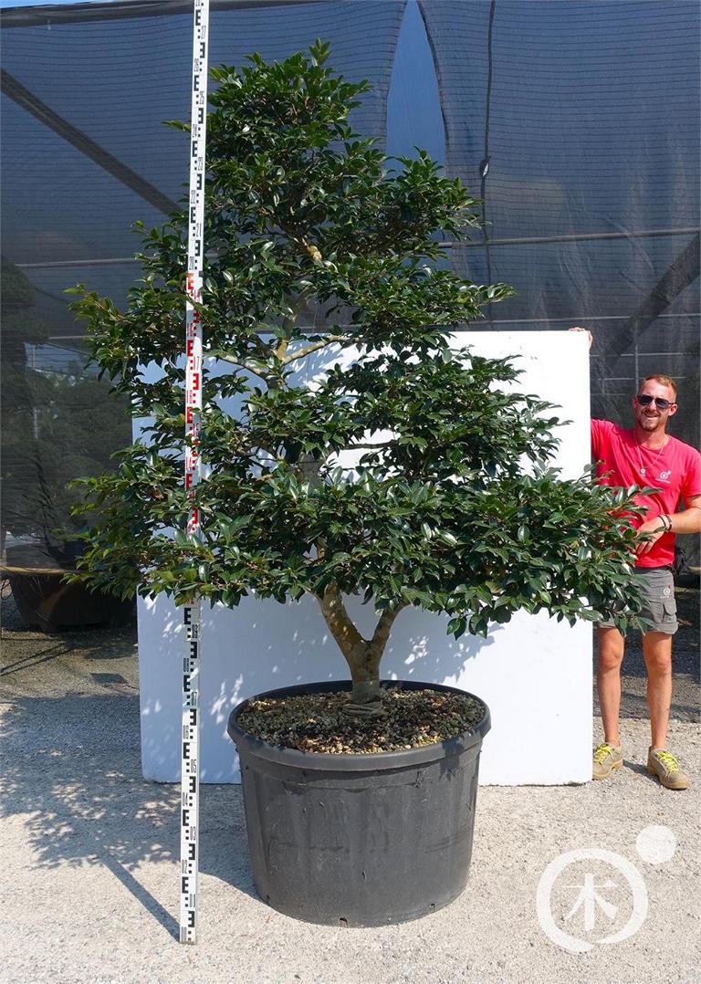 Camellia sasanqua Bonsai