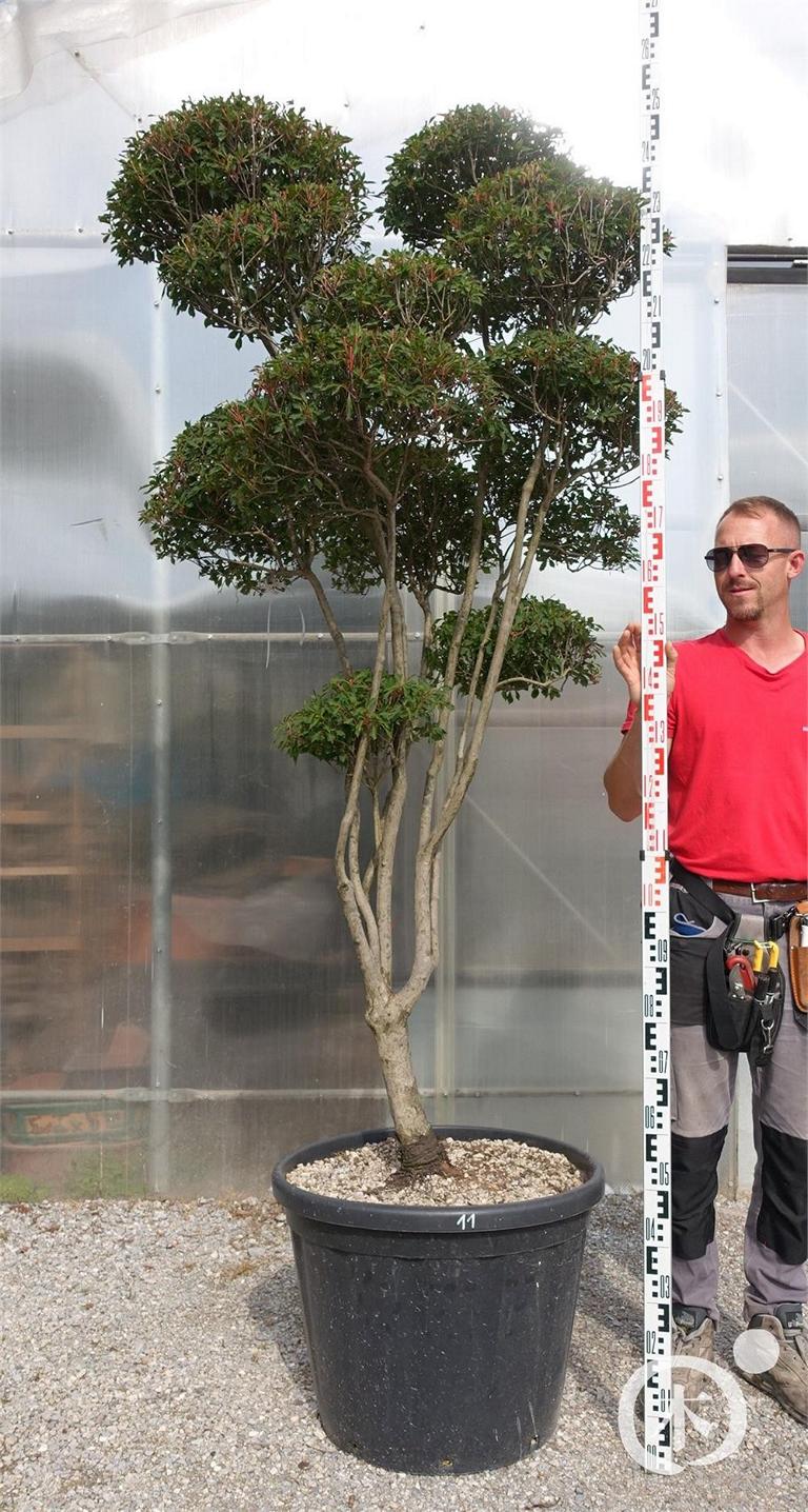 Enkianthus perulatus Bonsai