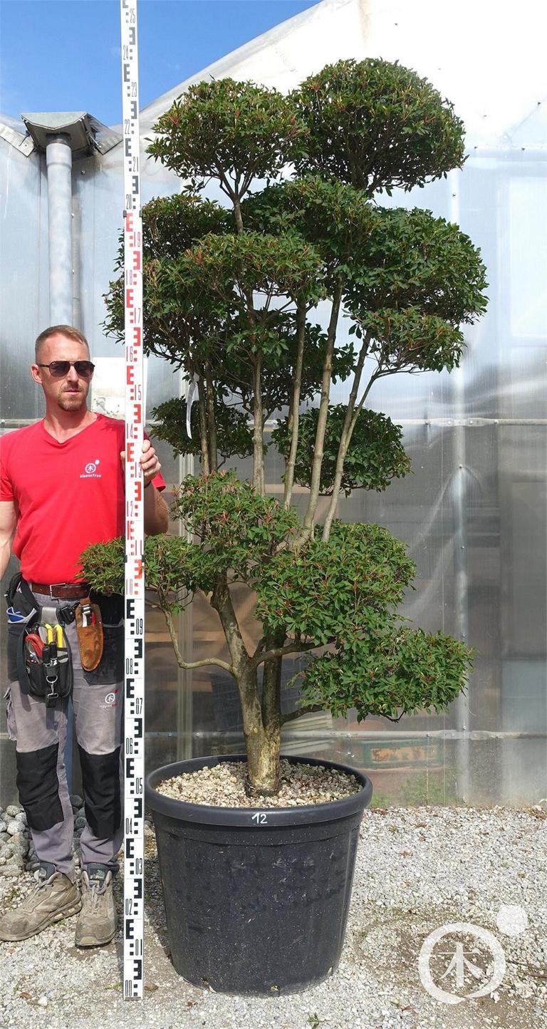 Enkianthus perulatus Bonsai