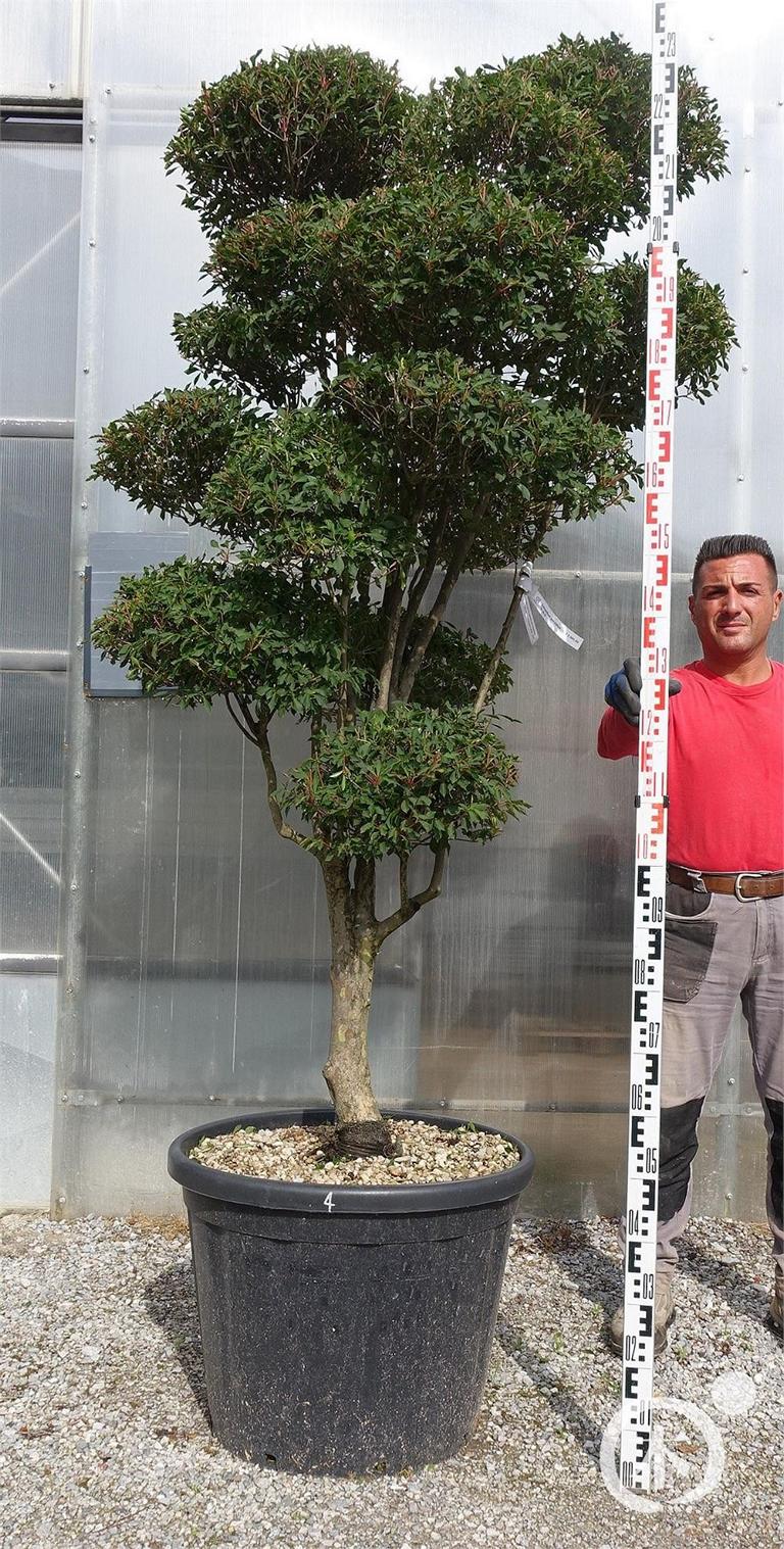 Enkianthus perulatus Bonsai