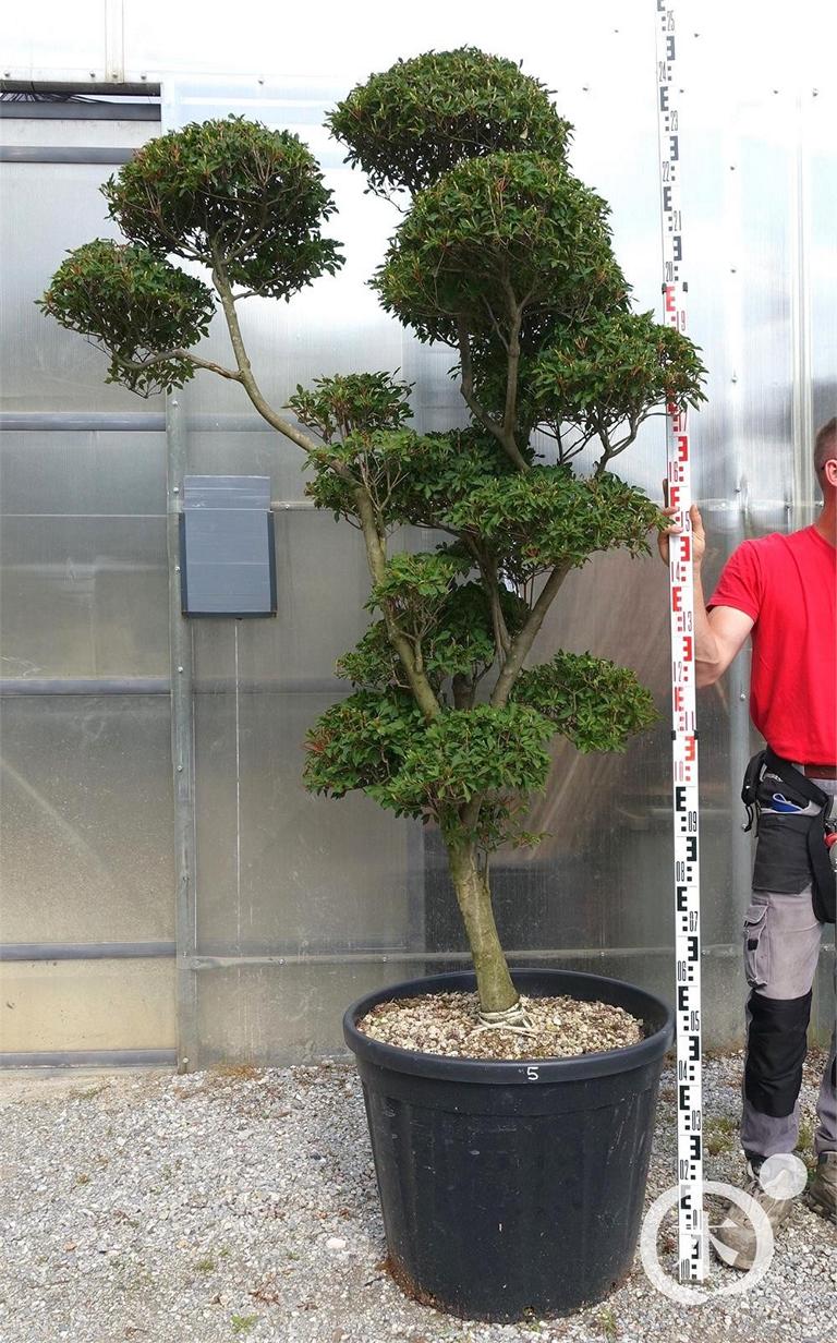 Enkianthus perulatus Bonsai