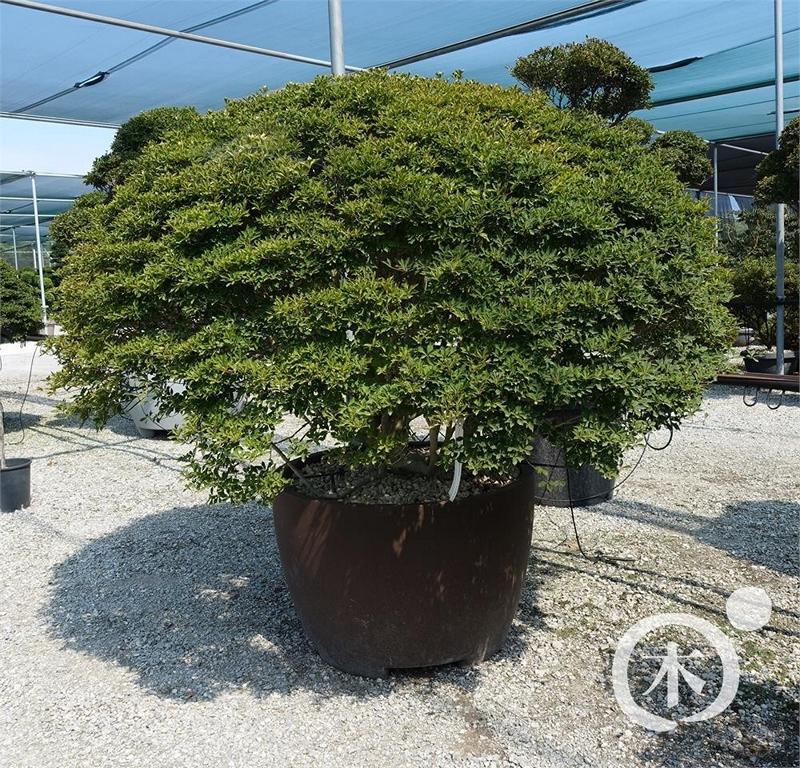 Enkianthus perulatus Bonsai