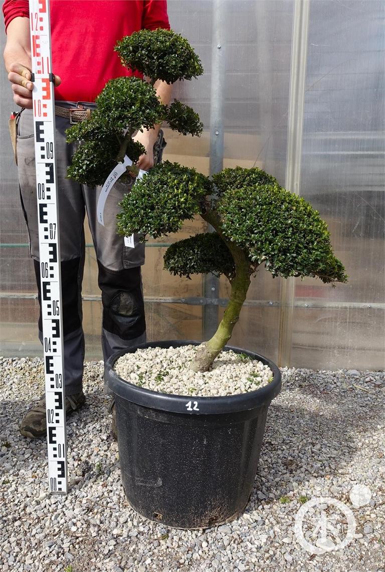 Ilex crenata Bonsai
