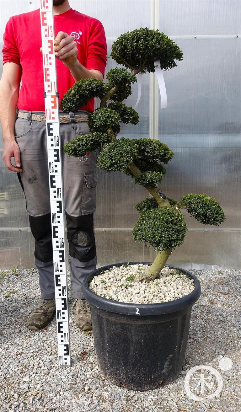 Ilex crenata Bonsai
