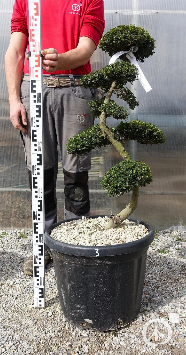 Ilex crenata Bonsai