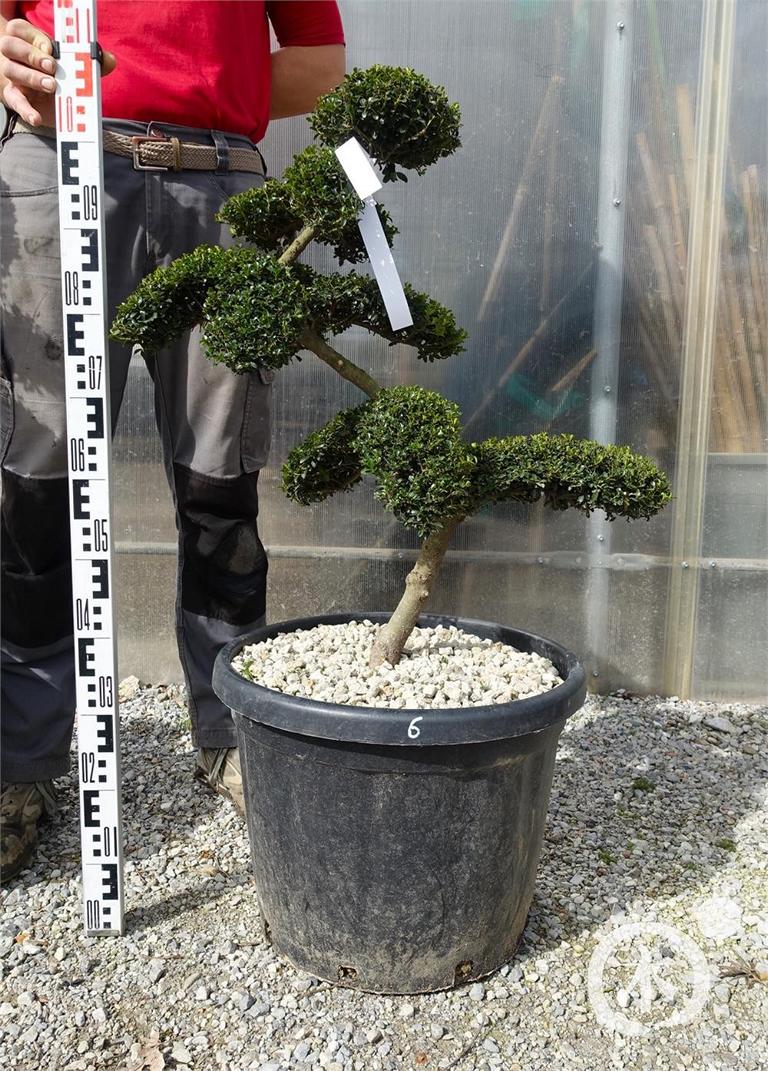 Ilex crenata Bonsai