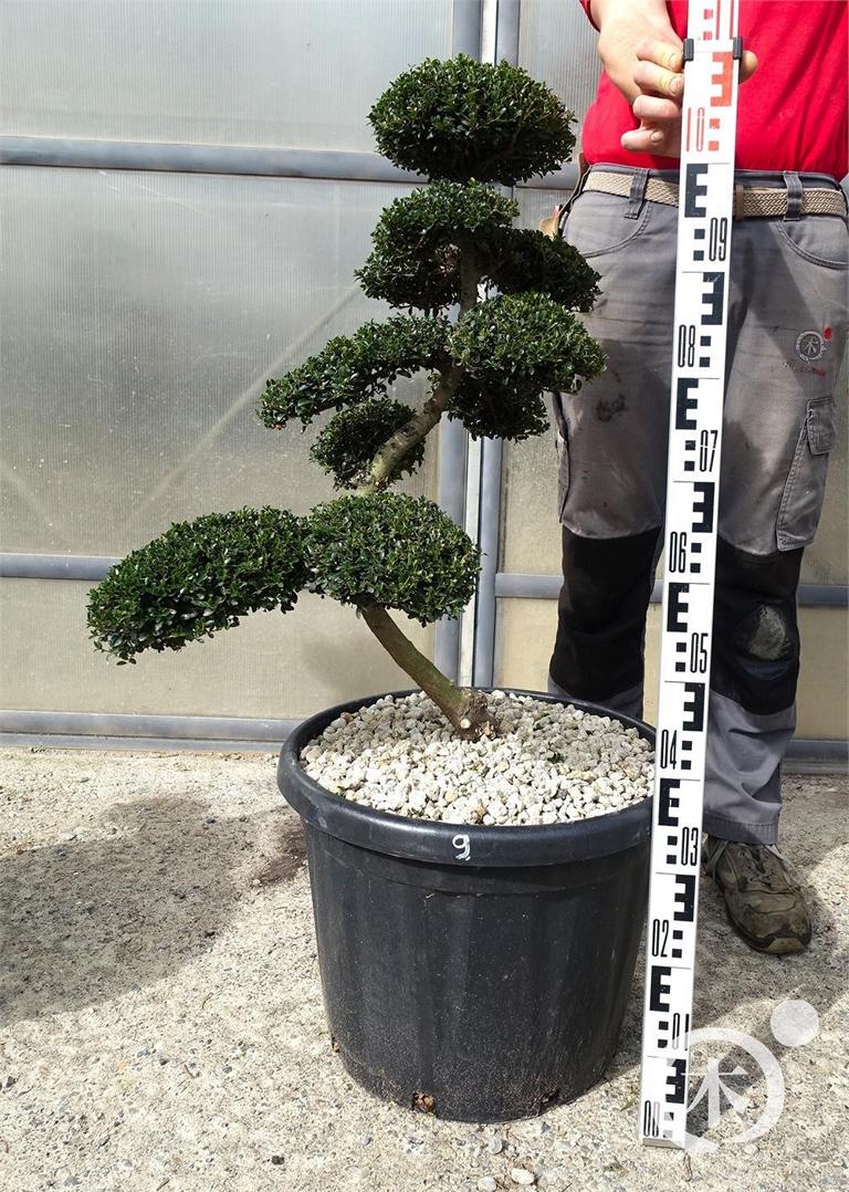Ilex crenata Bonsai