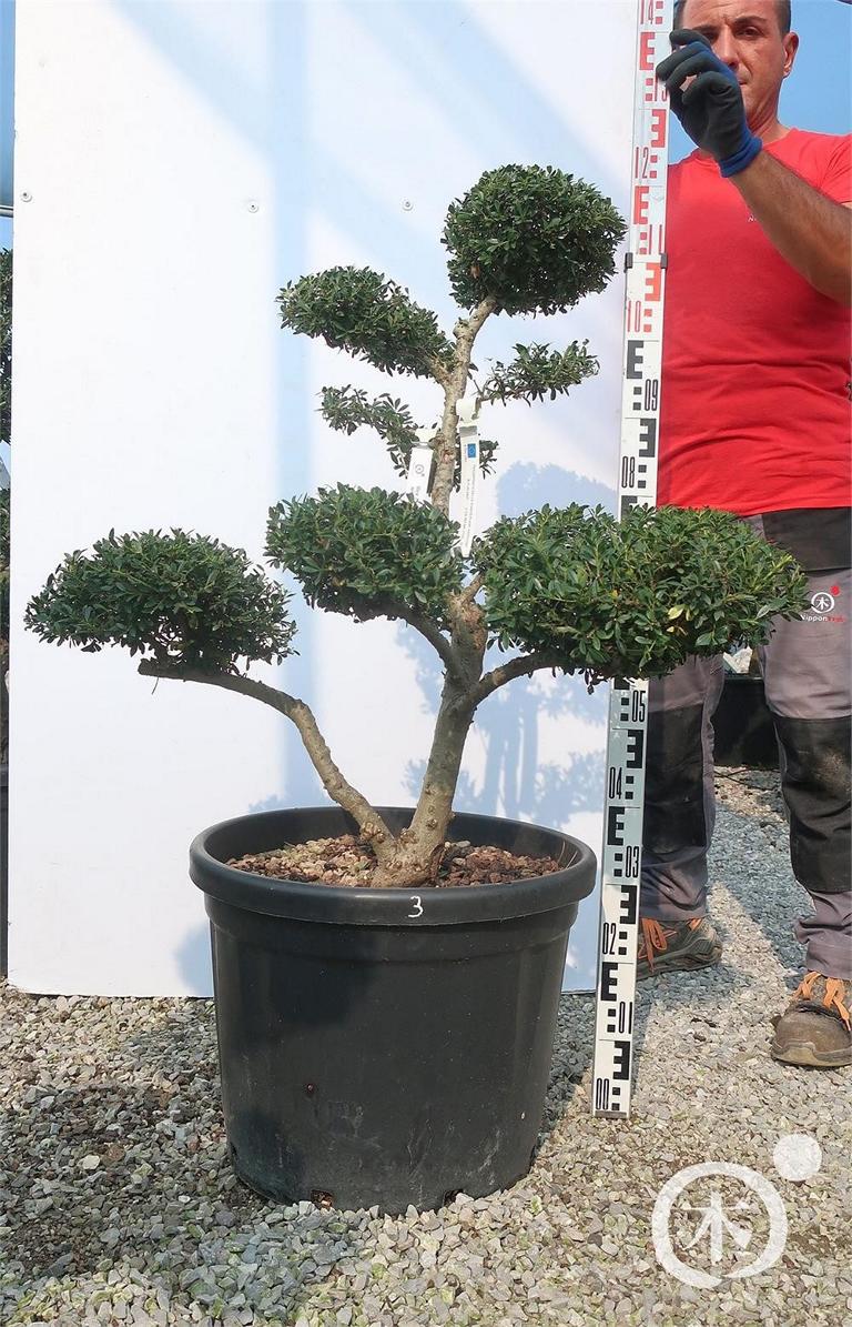 Ilex crenata Bonsai