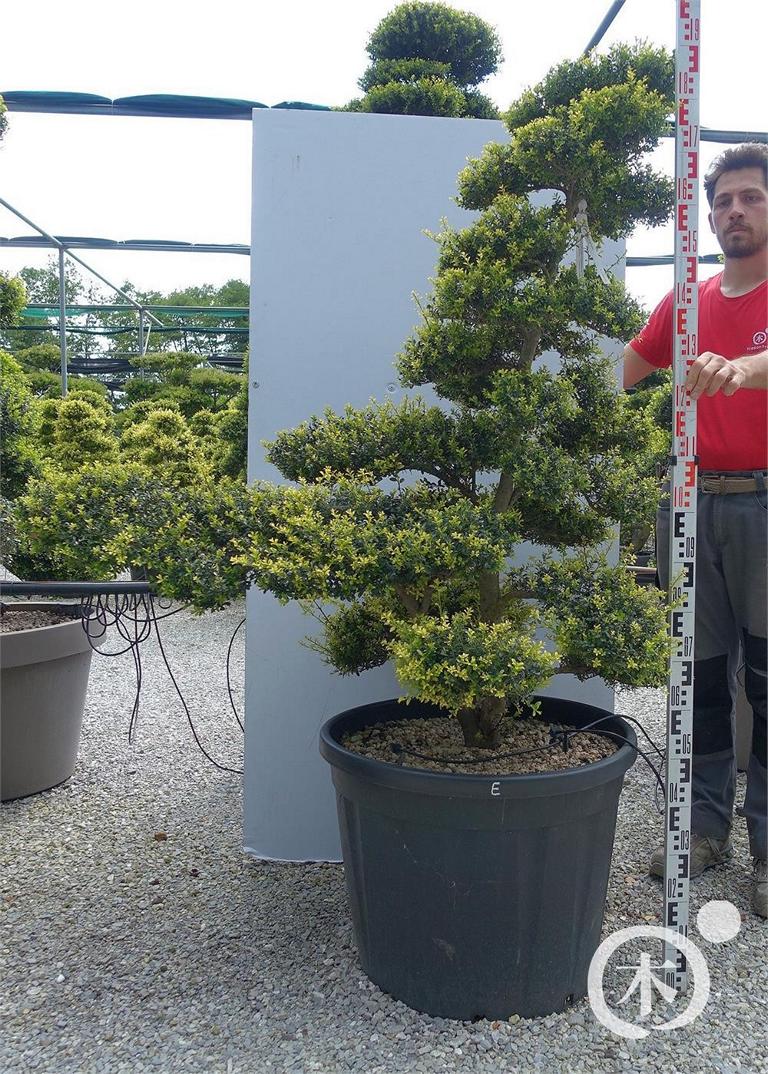 Ilex crenata Bonsai