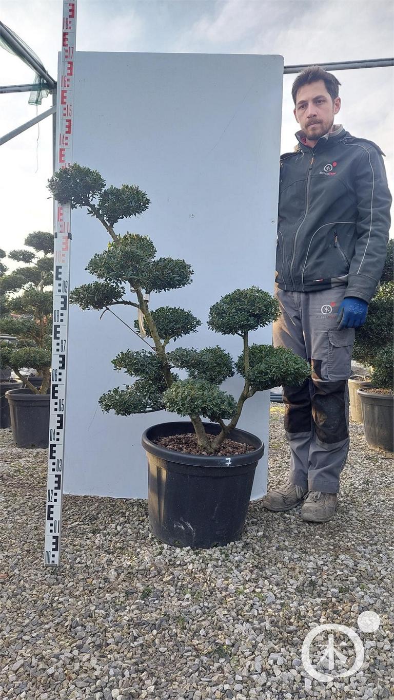 Ilex crenata Bonsai