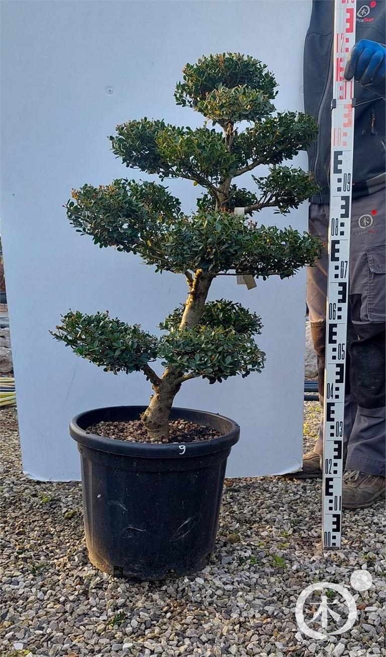 Ilex crenata Bonsai