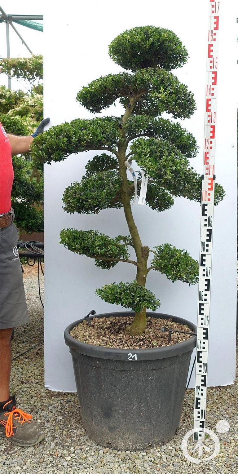 Ilex crenata Bonsai