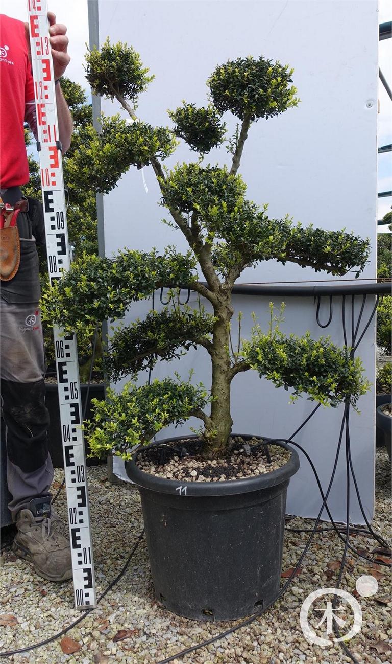 Ilex crenata Bonsai