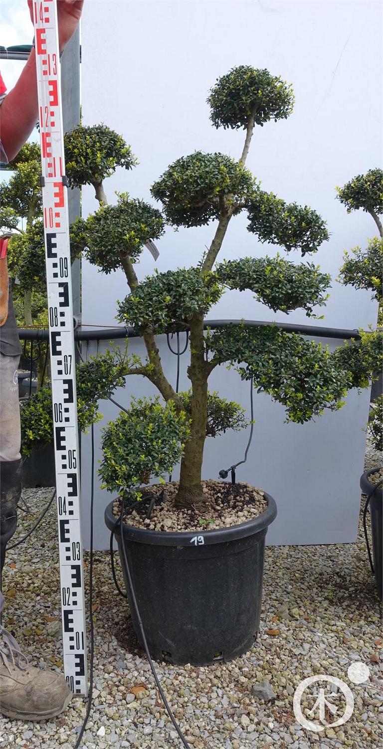 Ilex crenata Bonsai