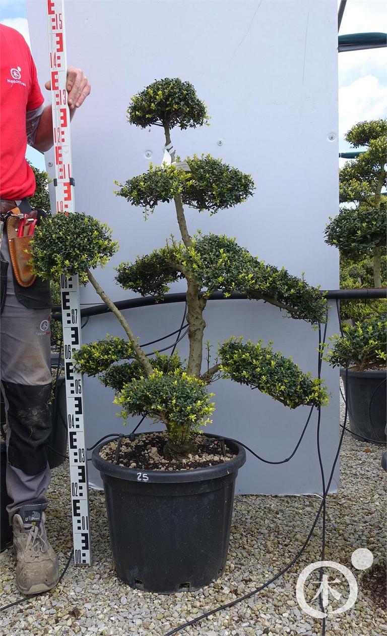 Ilex crenata Bonsai