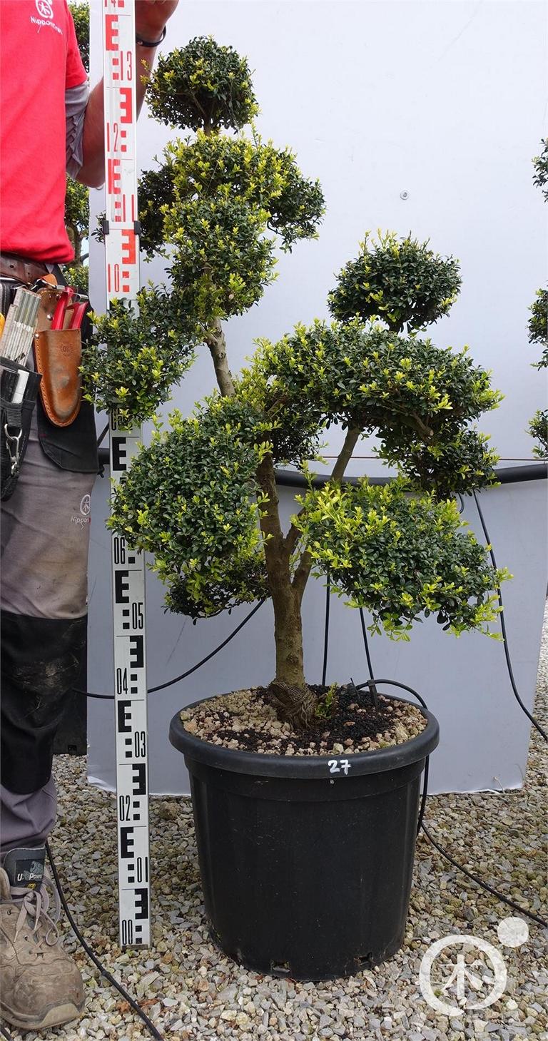 Ilex crenata Bonsai