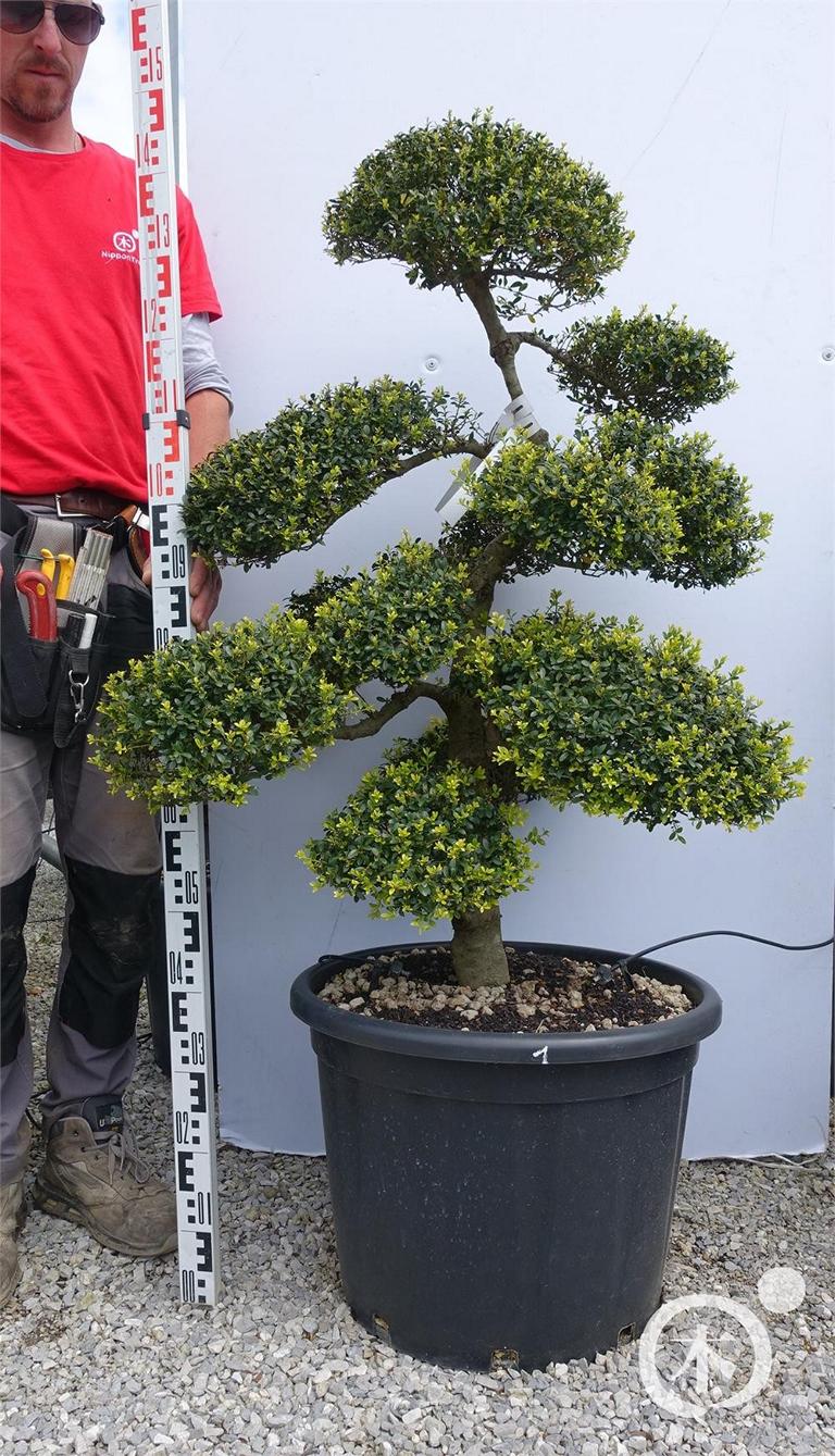 Ilex crenata Bonsai