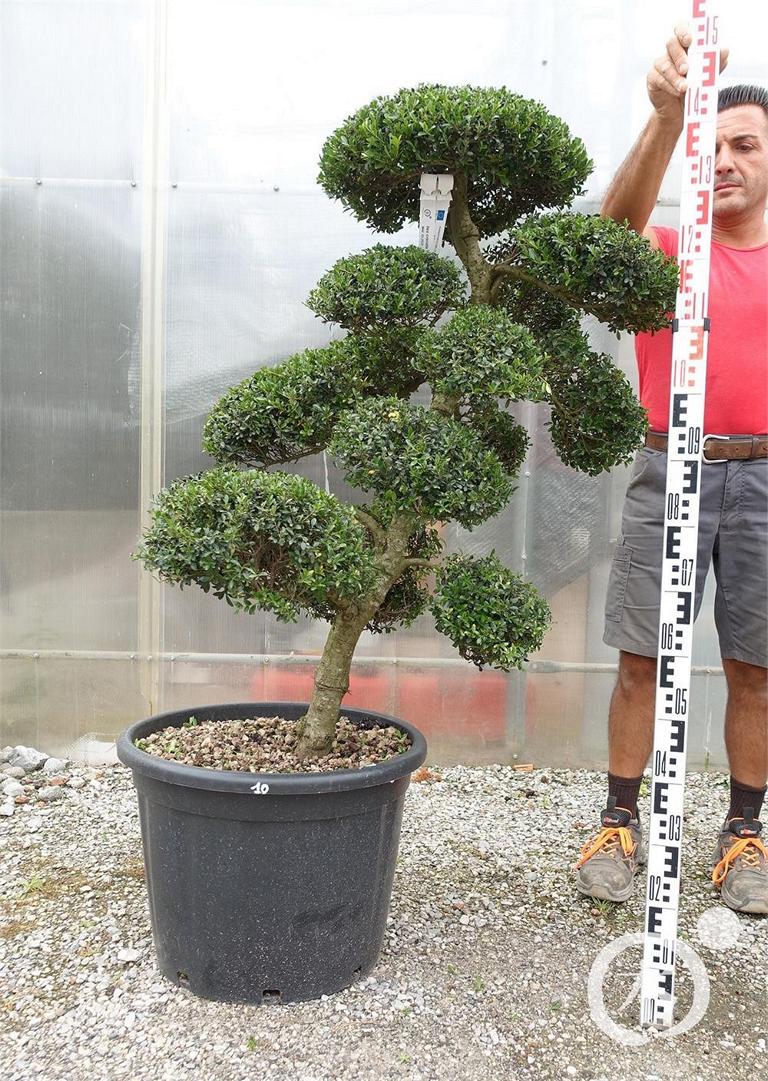 Ilex crenata Bonsai